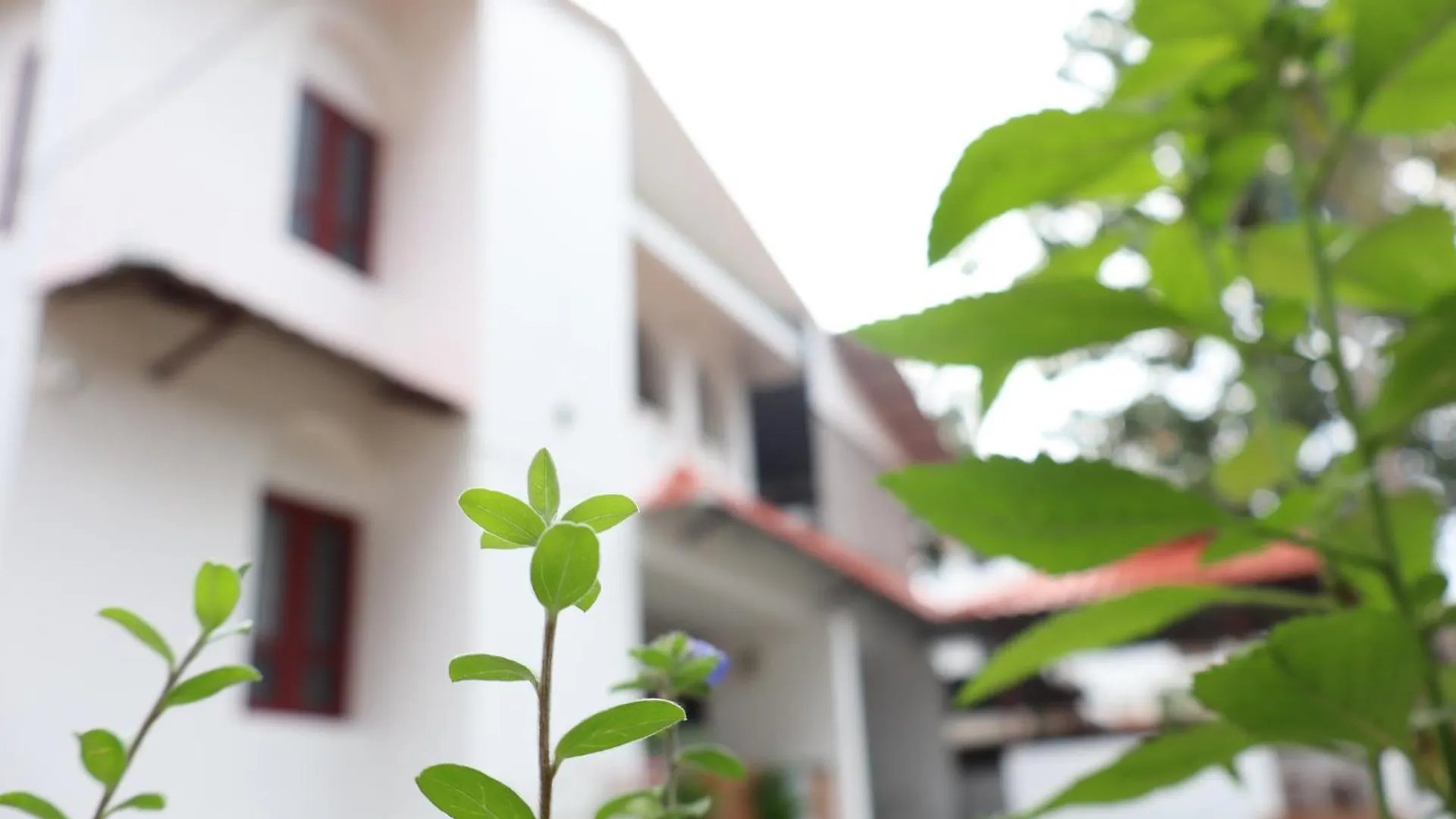 Homestay Bougainvillea Haven Varkala India