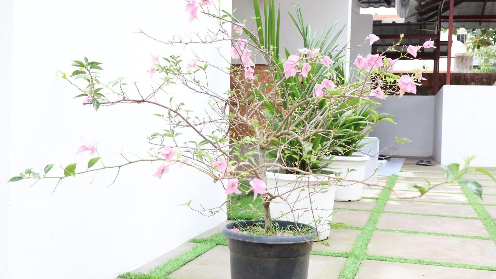 ורקלה Bougainvillea Haven